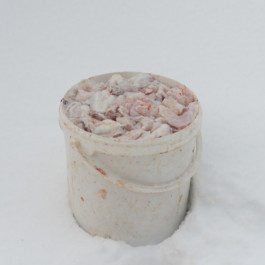  Aurora Haaland Stenersen