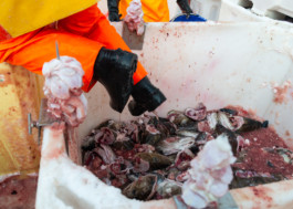  Aurora Haaland Stenersen