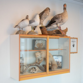  Aurora Haaland Stenersen