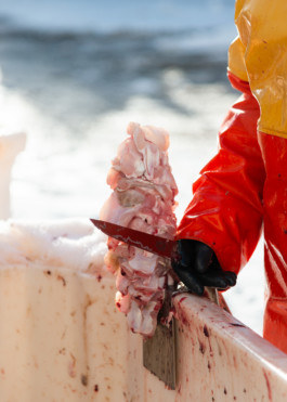  Aurora Haaland Stenersen