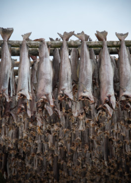  Aurora Haaland Stenersen