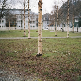 Aurora Haaland Stenersen