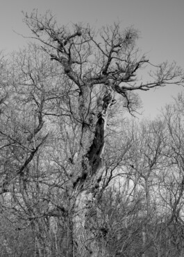  Aurora Haaland Stenersen